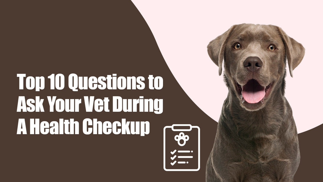 10 Questions to Ask Your Vet During a Health Check-Up