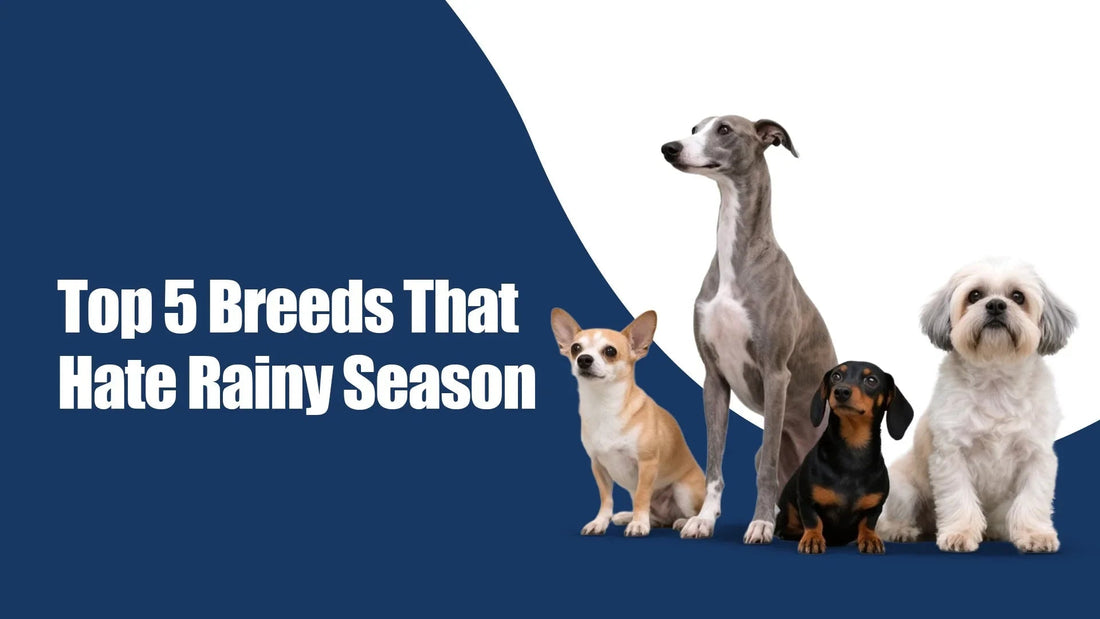 zigly graphic featuring four dog breeds with text 'Top 5 Breeds That Hate Rainy Season'