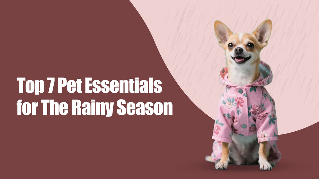 Top 7 Must-Have Pet Essentials for the Rainy Season
