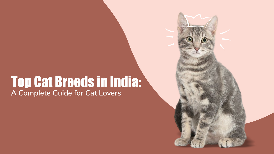 Top Cat Breeds in India: A Complete Guide for Cat Lovers