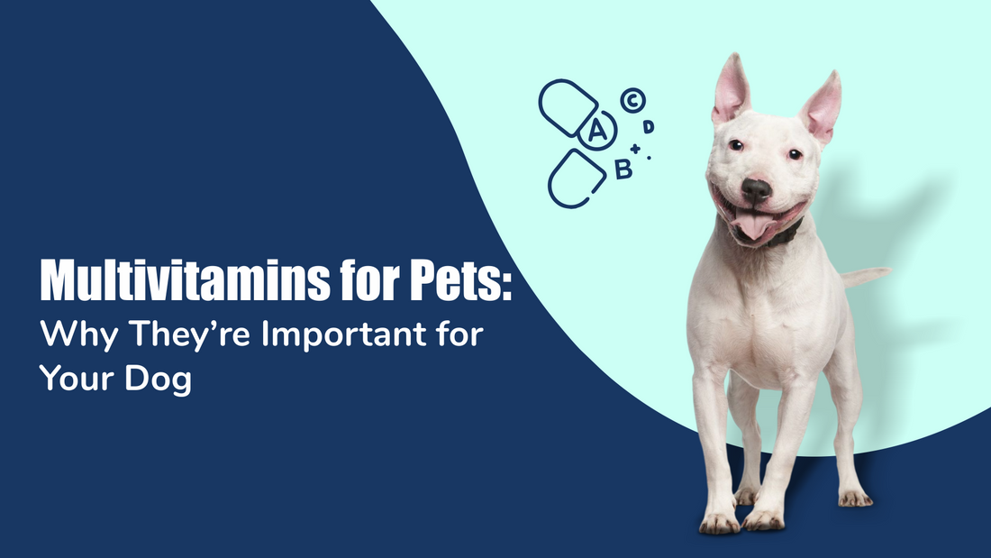 multivitamins-for-pets-essential-supplements