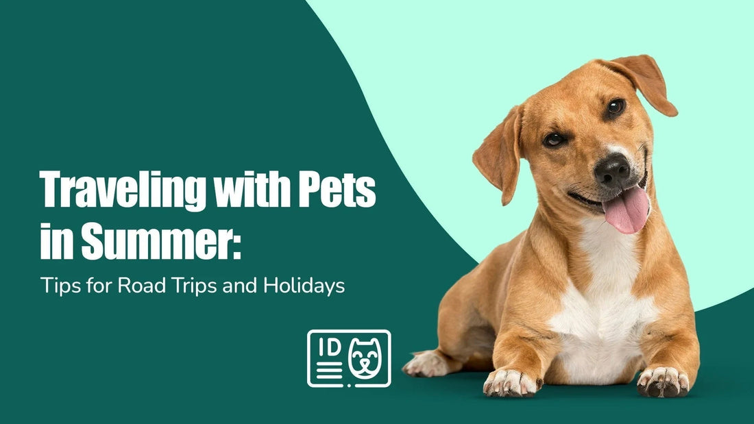 Zigly summer pet travel tips banner with happy brown dog and teal background