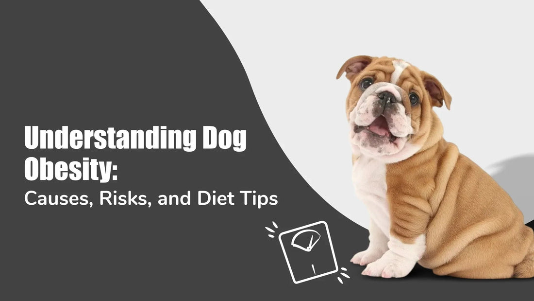 dog-obesity-causes-risks-management-tips