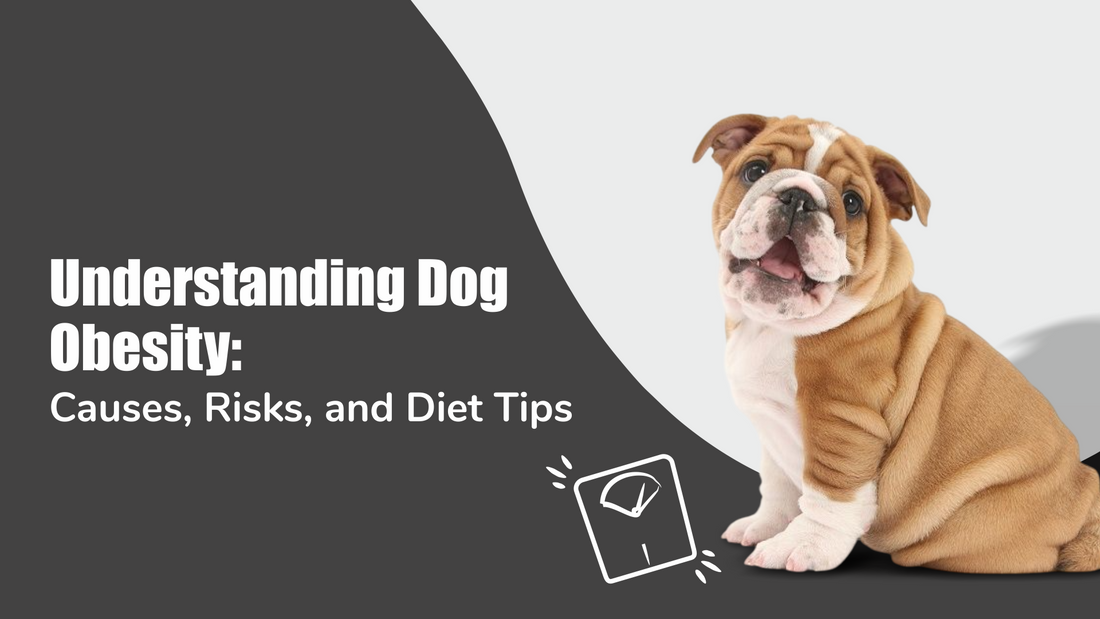 dog-obesity-causes-risks-management-tips