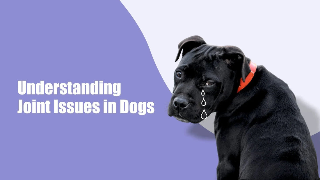 dog-joint-health