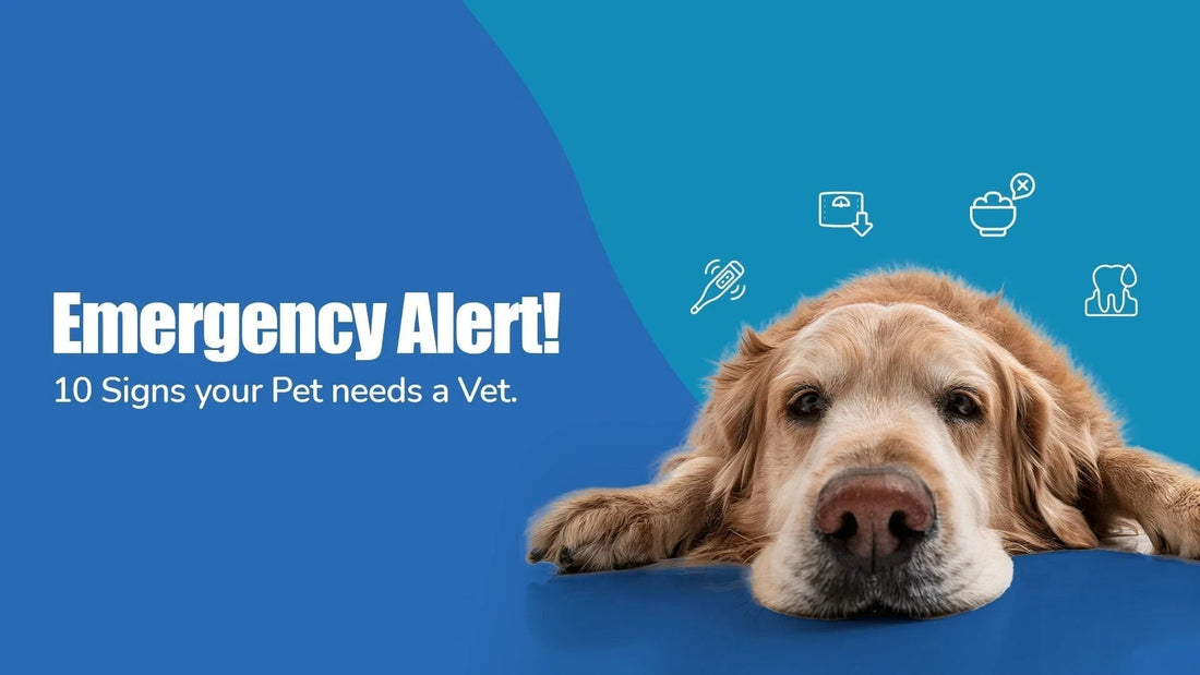 Zigly sick dog emergency alert, 10 signs your pet needs a vet, blue background with icons