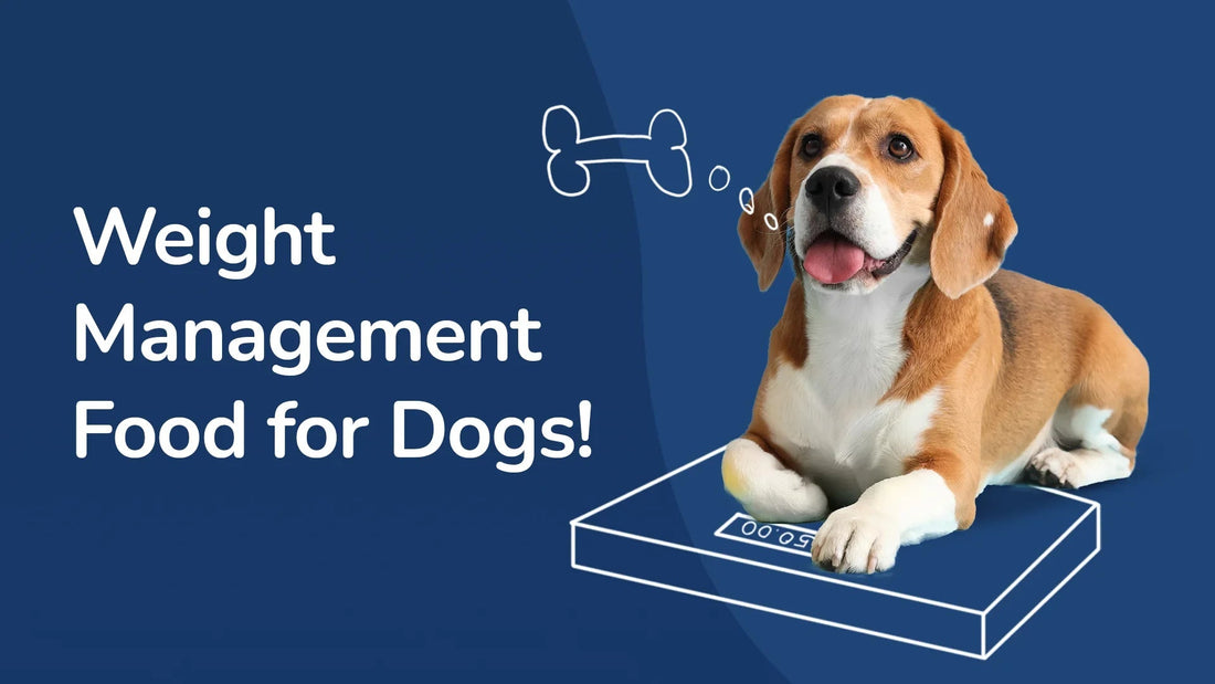 Zigly dog weight management food, beagle on scale with bone thought bubble, blue background