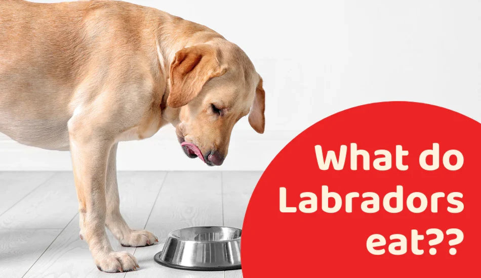 Labrador dog looking at food bowl indoors with 'What do Labradors eat??' Zigly text overlay