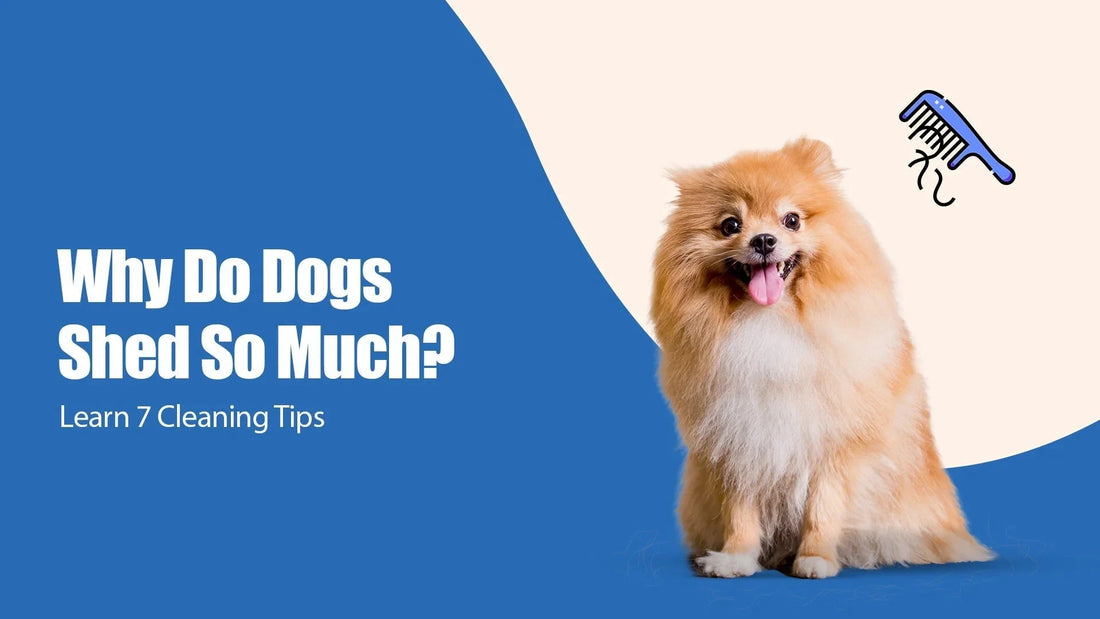 Fluffy dog with shedding fur, text 'Why Do Dogs Shed So Much', Zigly cleaning tips graphic