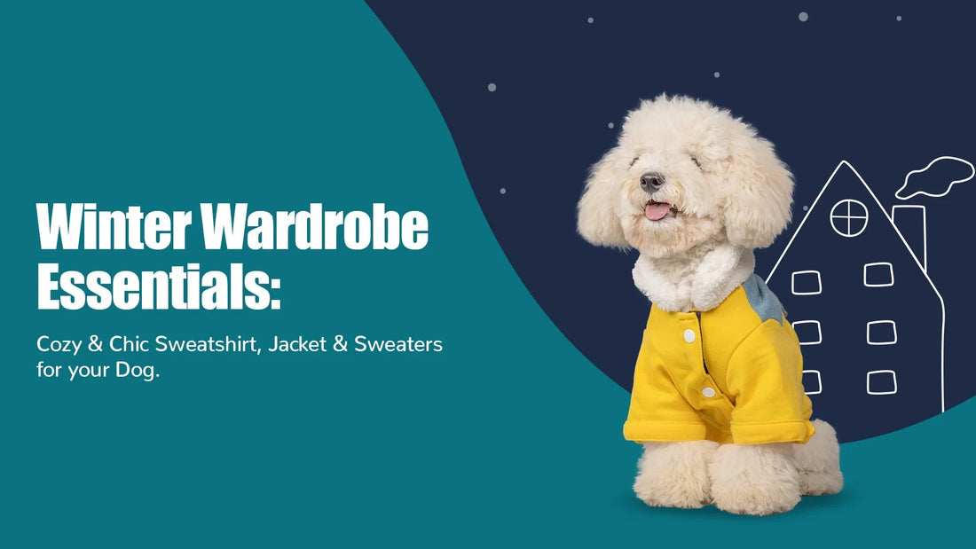 Winter-Friendly Pet Fashion: Sweatshirt, Jackets, & Sweaters to Keep Your Pet Stylish - Zigly
