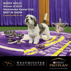 Winning dog with trophies and ribbons at 2023 Westminster Kennel Club Dog Show, purple backdrop