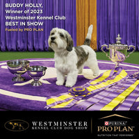 Dog winner at Westminster Kennel Club Dog Show 2023 with trophies and ribbons on purple stage