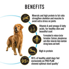Golden retriever with infographics highlighting dog food benefits: high protein, vitamins, strong bones, healthy skin, and proven results.