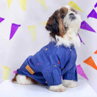 Shih Tzu dog in blue zigly embroidered shirt, colorful party backdrop, pet fashion