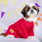 Small dog in red embellished shirt with party decorations in background