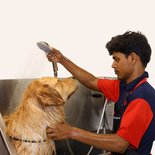 Man washing a dog in a sink with a handheld showerhead.