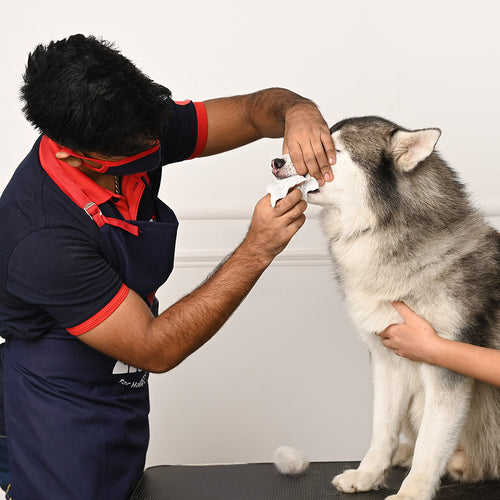 Person interacting with a dog on a white background