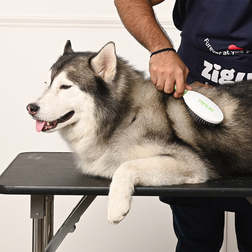 Person grooming a husky dog on a table with a brush