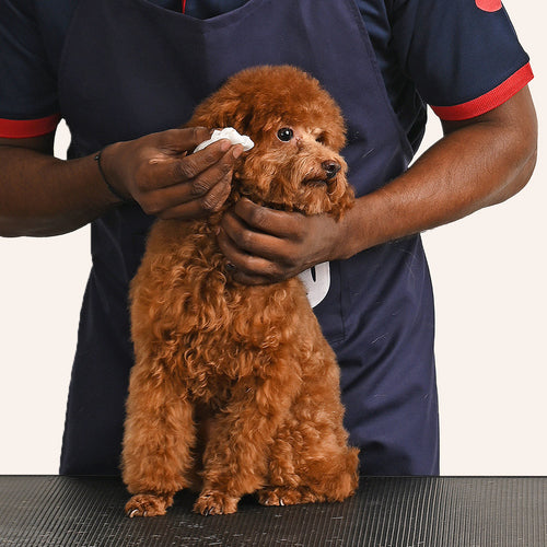 Person holding a small brown dog with a white cloth on a neutral background