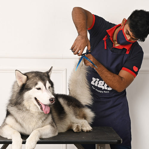 Person grooming a large dog on a table with a white wall background