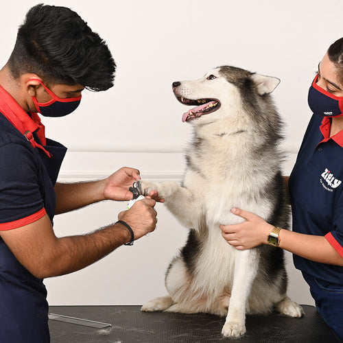 Two people grooming a Husky dog on a white background