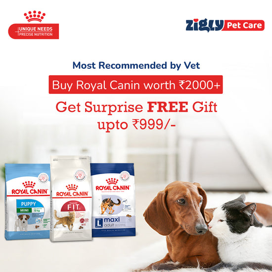 Zigly pet care offer banner with Royal Canin dog and cat food, dog and cat cuddling indoors.