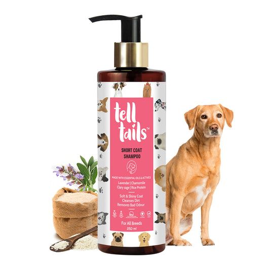 Tell Tails Short Coat Dog Shampoo 250ml bottle with a golden retriever, available at Zigly