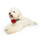 Fluffy white dog wearing a black collar with red flower bow, zigly pet accessories