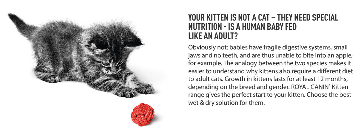 Royal Canin Kitten 36 Dry Cat Food