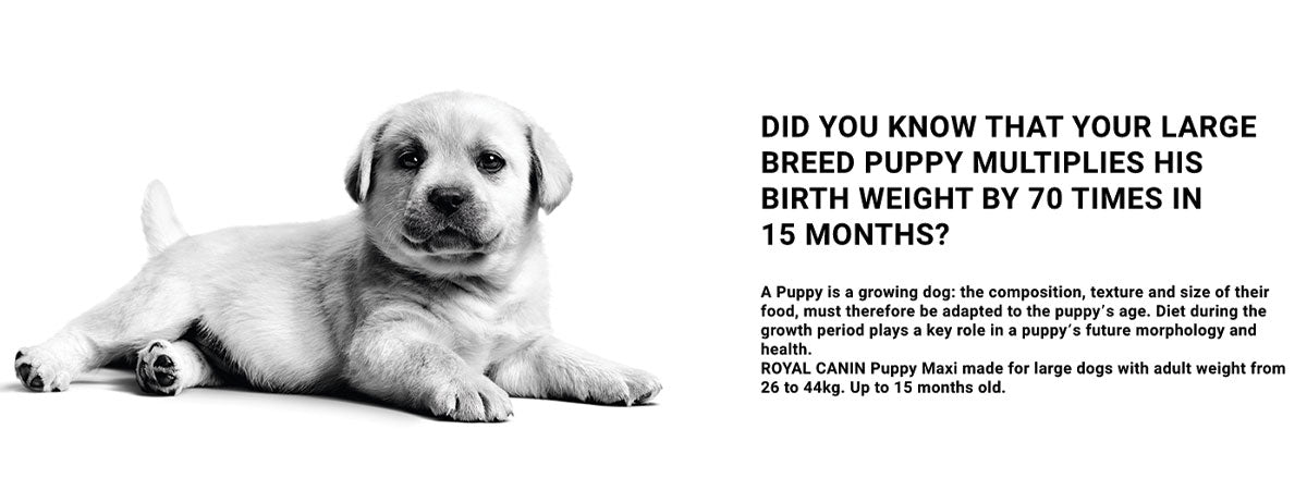 Royal Canin Maxi Puppy Wet Dog Food