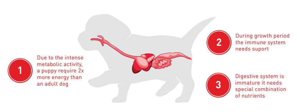 Royal Canin Giant Junior Dry Dog Food