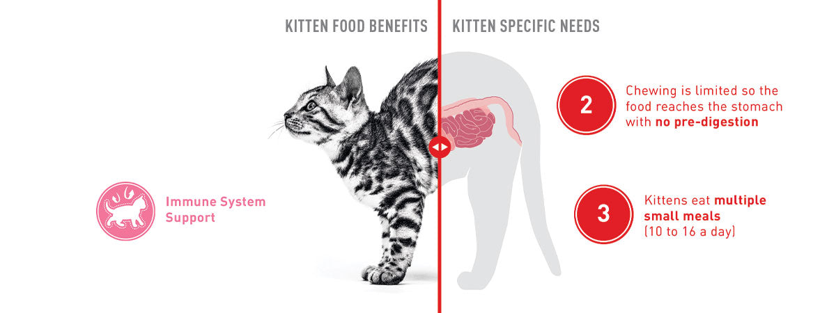 Royal Canin Kitten 36 Dry Cat Food