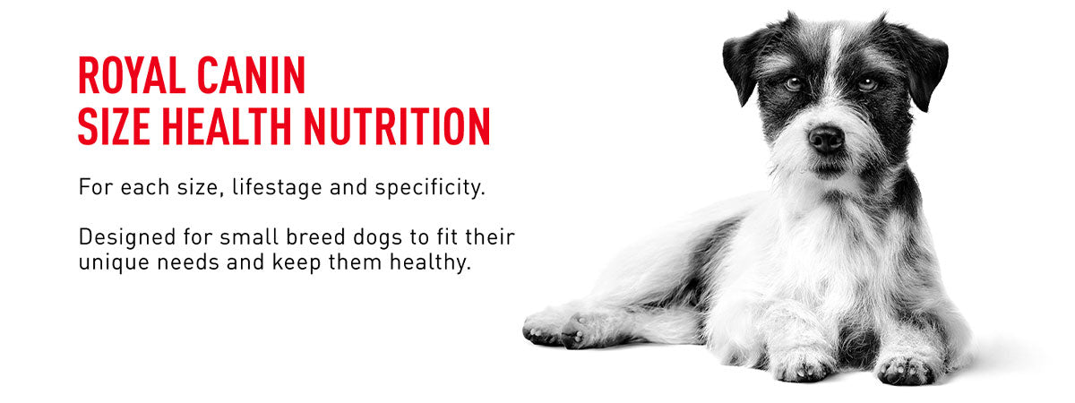 Royal Canin Mini Adult 8+ Dry Dog Food