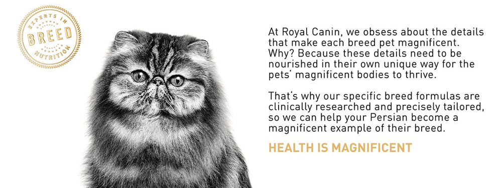 Royal Canin Persian Adult Dry Cat Food