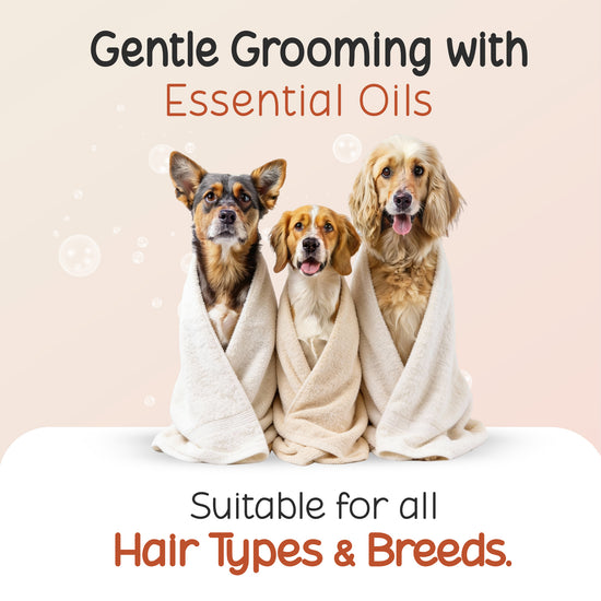 Three dogs wrapped in towels for grooming with Tell Tails and zigly