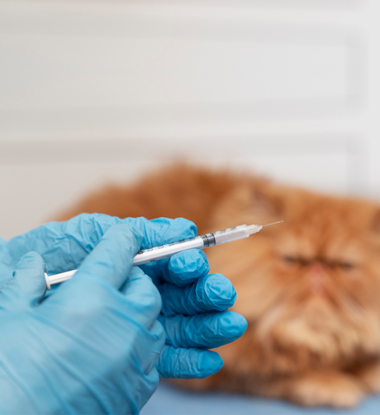 Desktop Banner Image