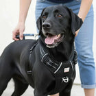 Zigly black Labrador wearing a reflective black harness with a leash, held by a person in blue jeans