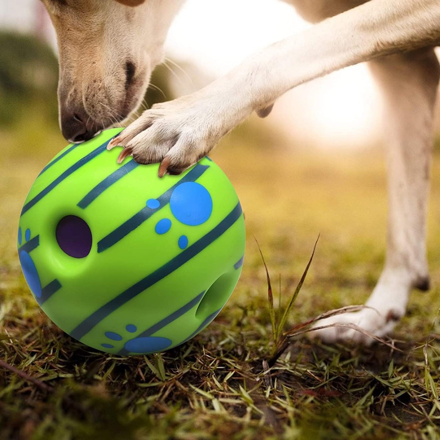 Dog playing with green and blue interactive toy ball outdoors on grass by zigly