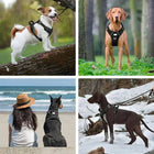 Zigly black dog harnesses on various dogs in forest, beach, and snowy outdoor settings
