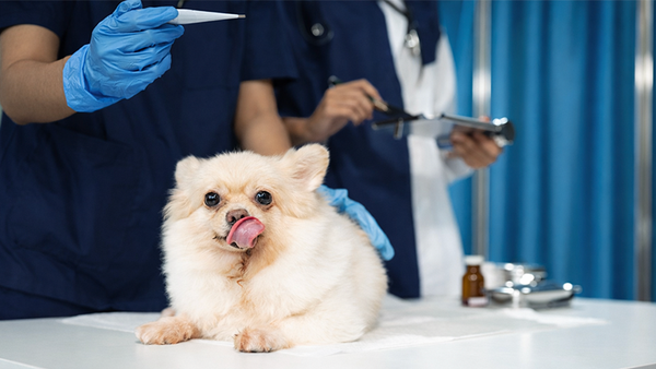 What We Offer Mobile Image