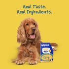 Golden retriever dog lying next to Applod chicken bone broth on yellow background with text Real Taste, Real Ingredients zigly