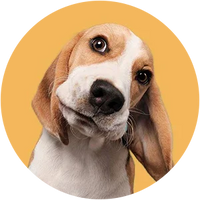 Dog's face with a yellowish-brown background-Beagle Breed