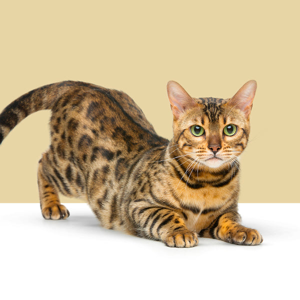 Bengal