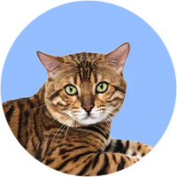 Bengal Cat