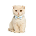 ZL Blueberry Dot Bell & Bow Cat Collar