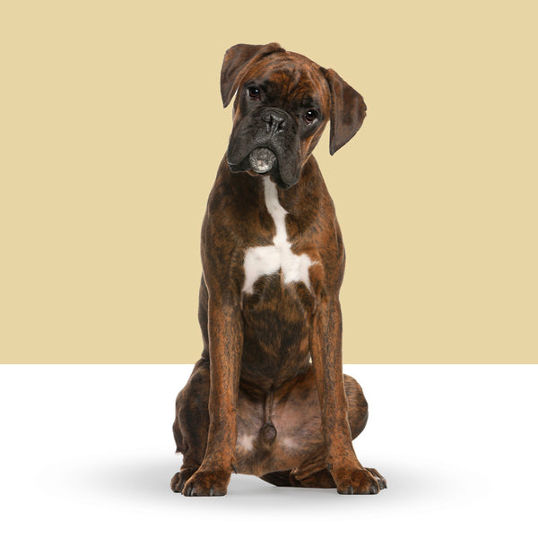Boxer