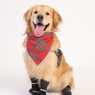 Golden retriever dog wearing a red plaid bandana and black boots sitting on white background zigly