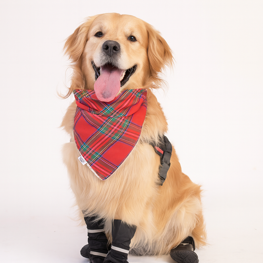 ZL Santa'S Gift For Good Doggy Bandana