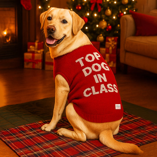 ZL Varsity Top Pup Scholar Dog Sweater-Red