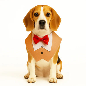 Beagle dog wearing a tan tuxedo bib with red bow tie sitting on white background zigly